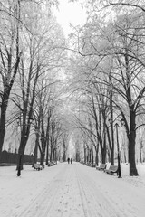 Winter city park in morning. Black and White.