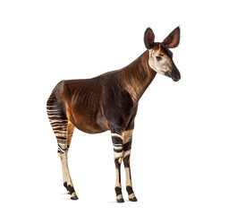 Okapi, Okapia johnstoni, isolated on white