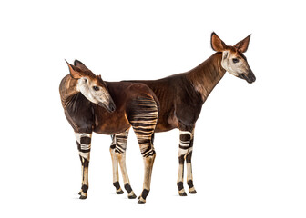 Okapi, Okapia johnstoni, isolated on white