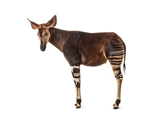 Okapi, Okapia johnstoni, isolated on white