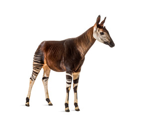 Okapi, Okapia johnstoni, isolated on white