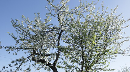 branches against sky