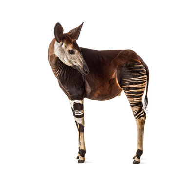 Zebra Giraffe Zebra Giraffe