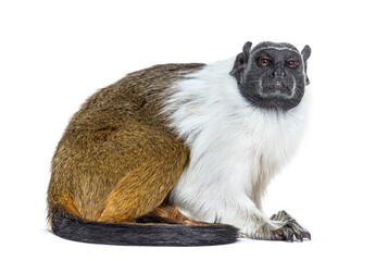 Pied tamarin, Saguinus bicolor, isolated on white