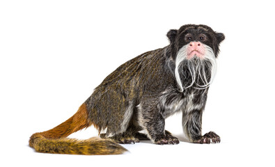 Emperor tamarin, Saguinus imperator, isolated on white
