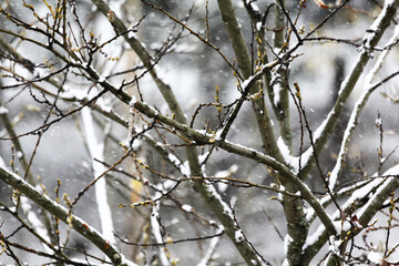 Snow covered tree branch in winter park, closeup