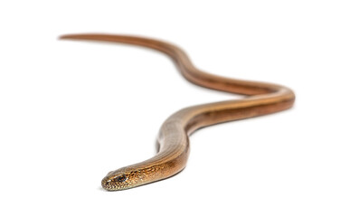 slowworm, Anguis fragilis, Isolated on white