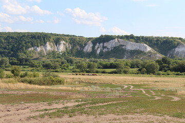 Fototapeta premium landscape with trees and mountains