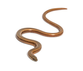 Fototapeta premium slowworm, Anguis fragilis, Isolated on white