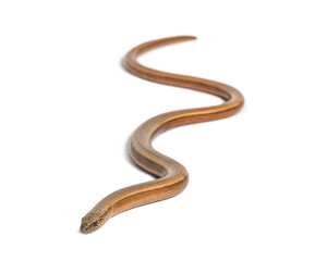 slowworm, Anguis fragilis, Isolated on white