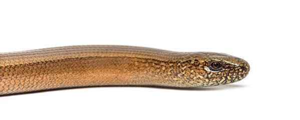slowworm, Anguis fragilis, Isolated on white