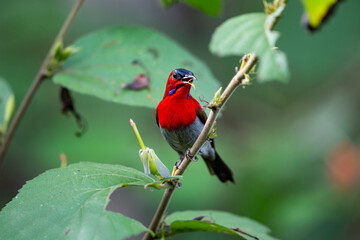 Crimsona Sunbird
