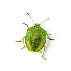 Final-stage nymph of a Green Shield bug, insect
