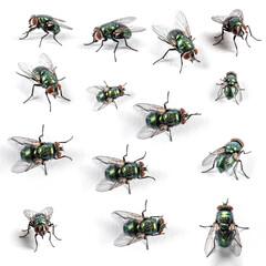 Collection of Green bottle fly, isolated