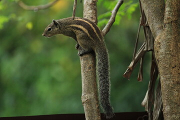 one young squirrel standing/searching/seeing/climbing in the tree. one young squirrel Sitting/walking in the tree.