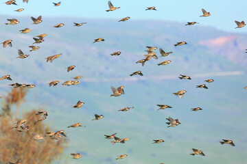 Sparrow flock rapid flight. Old World sparrows or small passerine birds.  Nature blur view on sunny spring day in the background