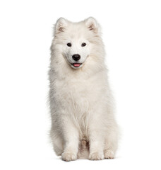 White Samoyed dog, sitting and panting, isolated on white