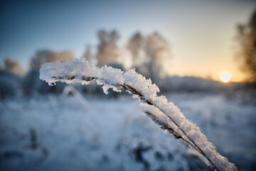 A dry branch of grass in the forest, covered with snow against the backdrop of the evening setting sun. Close-up.