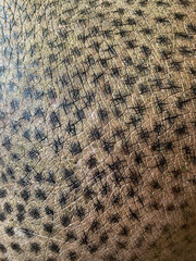 Close-up of a hippo skin, textured animal background