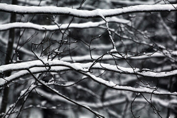 Snow covered tree branch in winter park, closeup