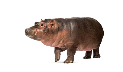 Hippo calf, 3 months old, isolated, Hippopotamus amphibius