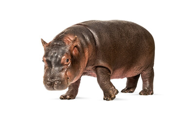 Hippo calf, 3 months old, isolated, Hippopotamus amphibius