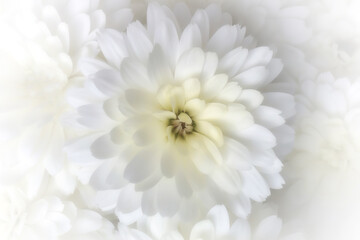 Soft white mum flower with white vignetting. Macro of elegant white flower with soft focus. Dreamy romantic flower for greeting card. Floral wedding background. isolated on white with copy space.