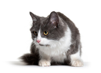 Obraz premium Kitten Crossbreed cat white and grey