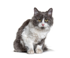 Obraz premium Kitten Crossbreed cat white and grey lloking at the camera