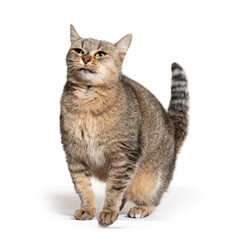 Obraz premium Crossbreed cat looking up, isolated on white