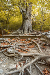 The roots of a beech tree in the foreground. natural autumn background.