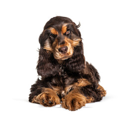 Lying Brown English cocker spaniel dog isolated on white