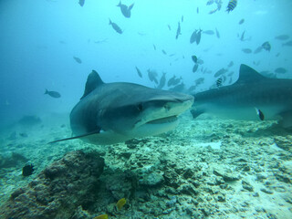 Fototapeta premium Tiger sharks in the Maldives, diving underwater