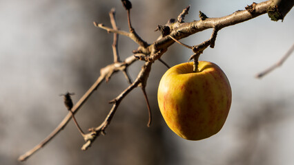 Einzelner Apfel auf einer Obstplantage im Winter