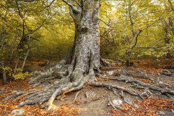 The roots of a beech tree in the foreground. natural autumn background.