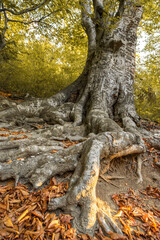 The roots of a beech tree in the foreground. natural autumn background.