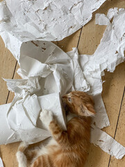 Top view of a Ginger Kitten, mixed-breed cat, playing with soft white paper