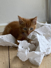 Top view of a Ginger Kitten, mixed-breed cat, playing with soft white paper