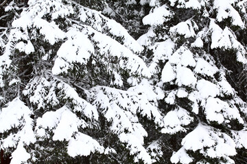 Spruce trunks and branches covered with white snow and frost