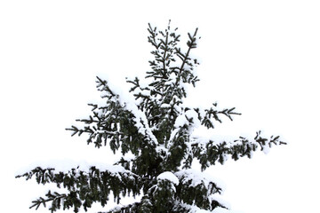 Spruce trunks and branches covered with white snow and frost
