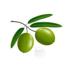 The fresh Olive oil elegant vector illustration.