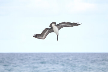Pelican Flying Diving stock photo