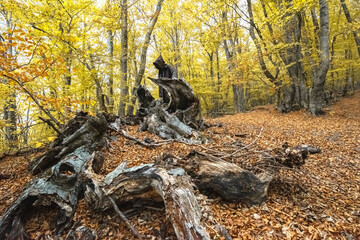 A man in a hoodie stands in a mystical forest.