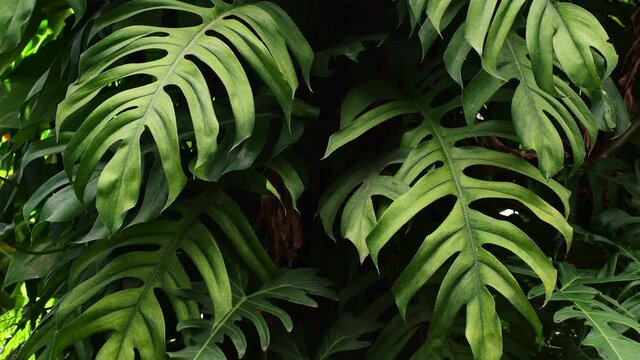 monstera plant, tropical foliage swaying in the wind