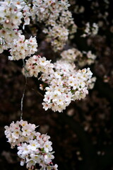 夜の公園でライトアップされた満開の桜