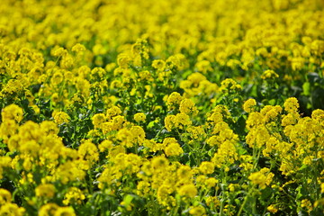 Obraz premium 早春の日差しを浴びる房総の菜の花