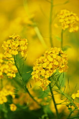 鴨川フラワーロードの春模様