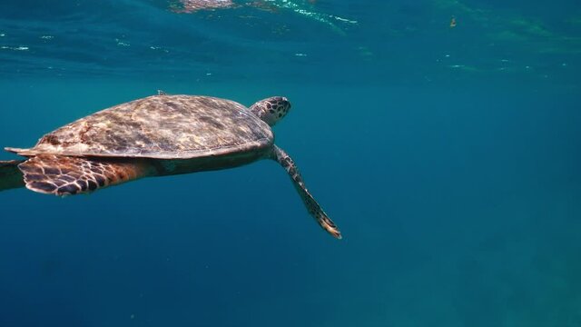 Sea turtle underwater against colorful reef with ocean waves at surface water. Watching underwater animals and wildlife during snorkeling, diving or freediving. Turtle swimming in clear blue water.