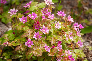 Blooming arctic raspberry