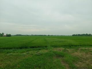 Obraz na płótnie Canvas A beautiful rice field during day time